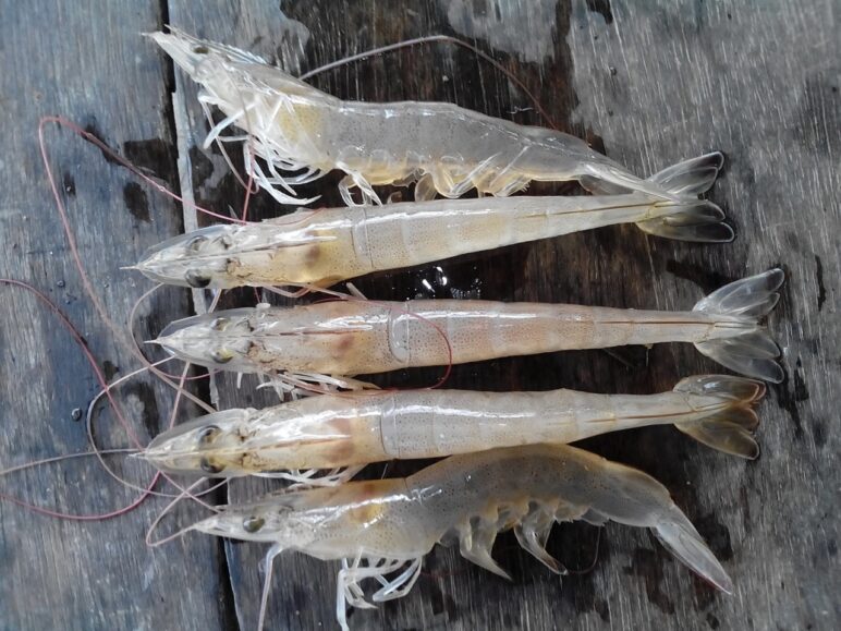 tôm, tôm thẻ, nuôi tôm