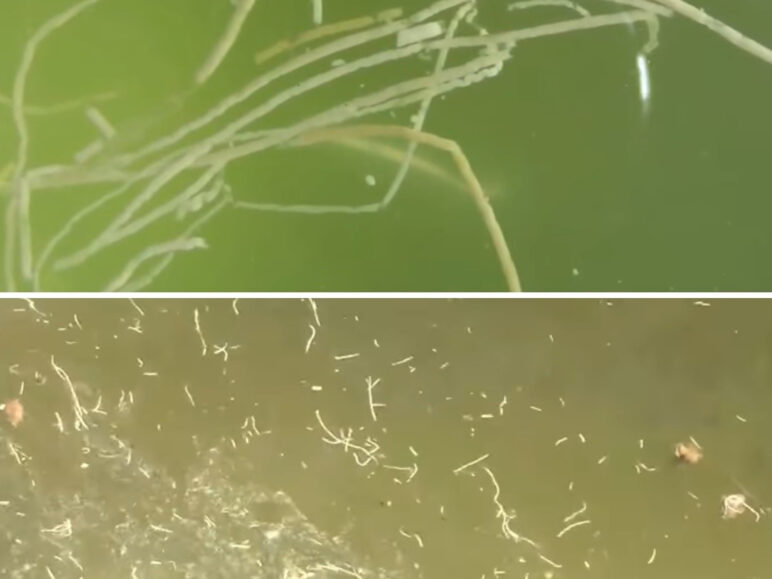 benh phan trang tren tom, nuoi tom