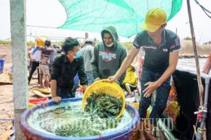 nuoi tom, cai tao ao