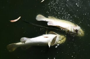 bệnh trên tôm cá, nuôi tôm, phát hiện bệnh tôm