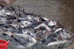 cá tra, giá cá tra, giá cá giảm