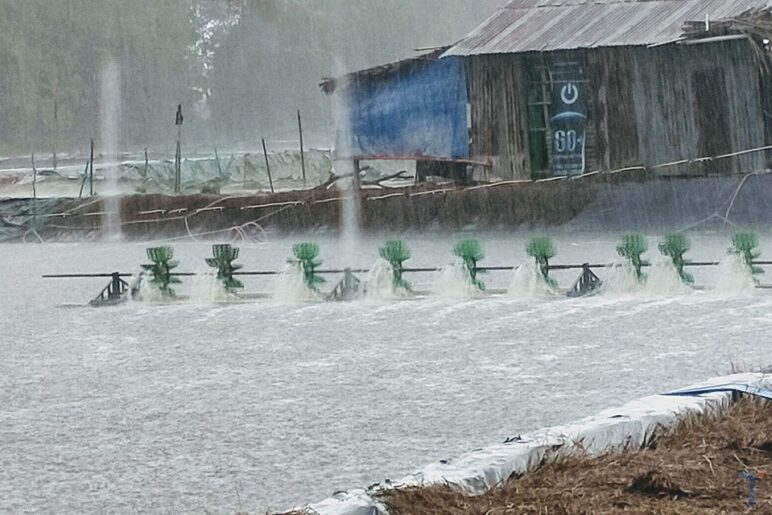 nuôi tôm, nuôi tôm mùa mưa, kỹ thuật nuôi tôm