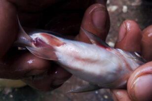 cá tra, bệnh trên cá ca, bệnh sốt huyết ở cá tra