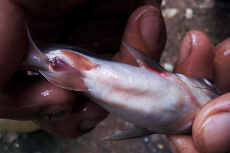 cá tra, bệnh trên cá ca, bệnh sốt huyết ở cá tra